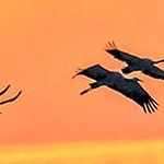 IMG_8335 vol de grues cendrées